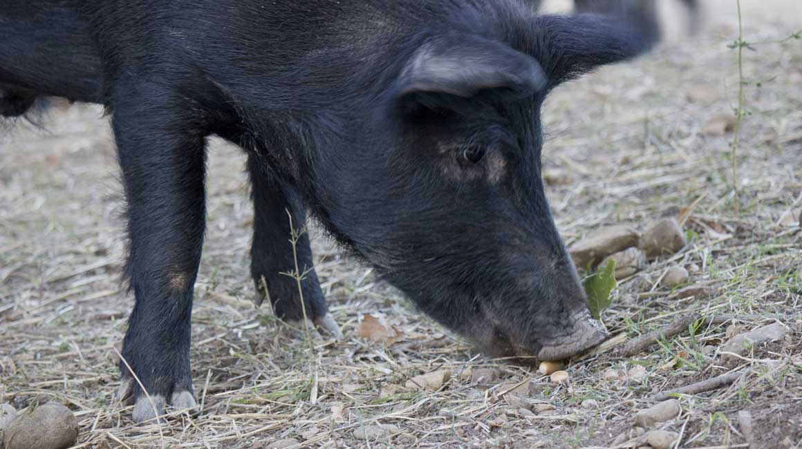Un progetto per il ripristino del Suino Nero Lucano in Basilicata