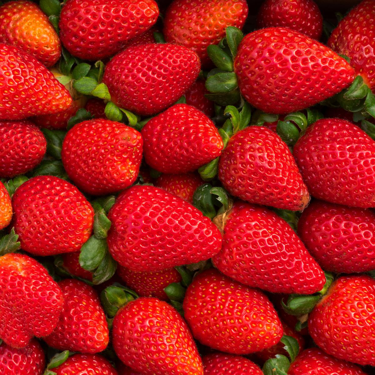 Fragola Candonga: dalla Basilicata alla conquista del mondo