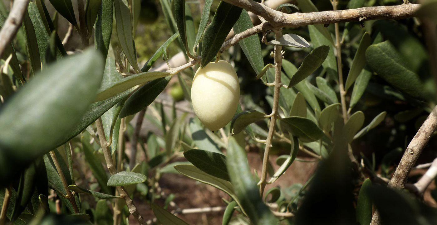 Leucolea, l’antica e rara oliva bianca proveniente dalla Grecia
