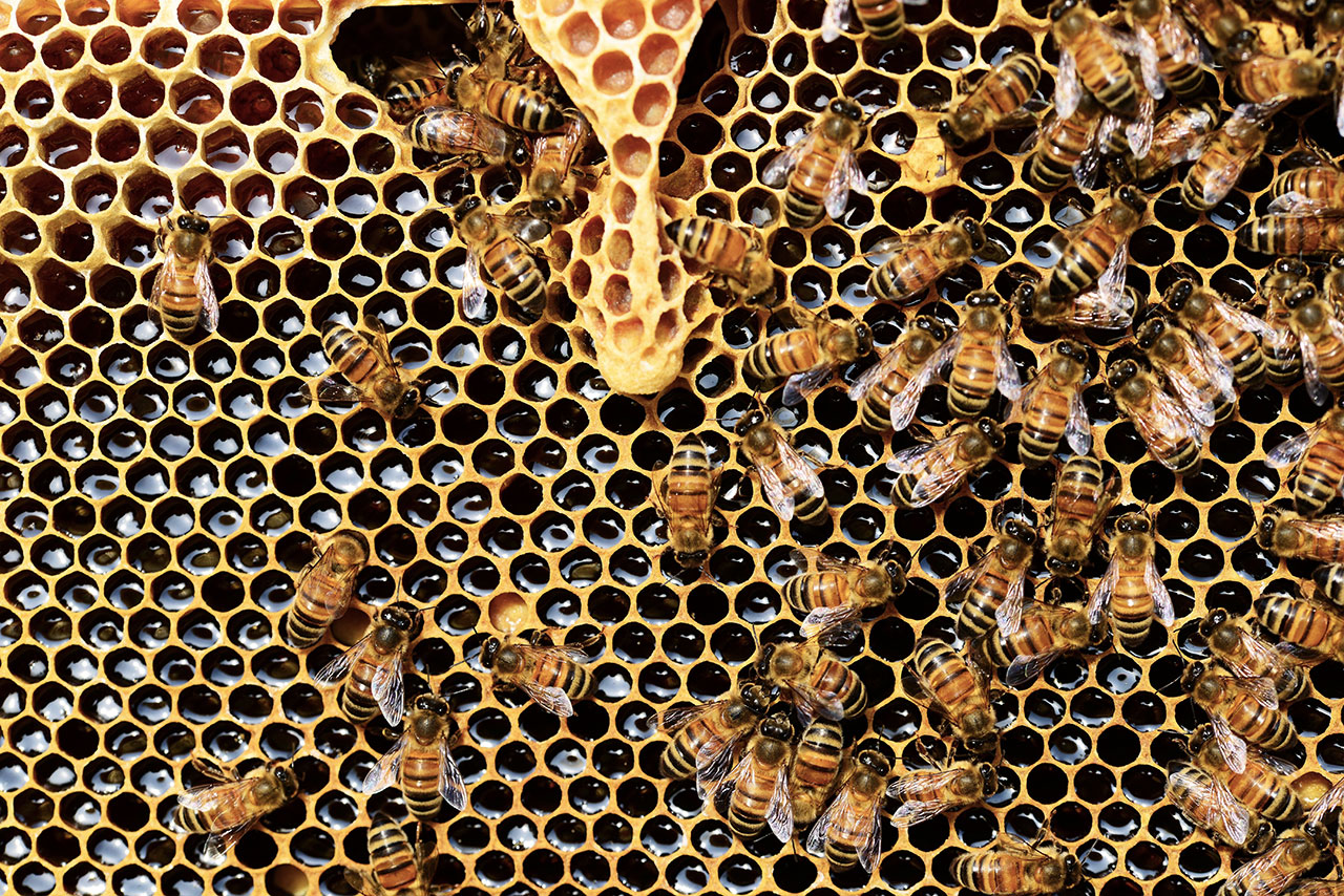 Salviamo le api per salvare il miele e l’ecosistema