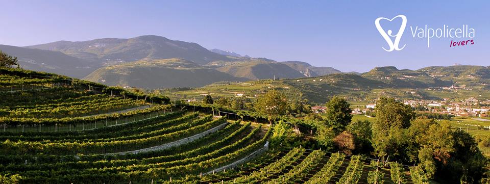 Consorzio Tutela Vini Valpolicella: cresce il fatturato e vola l’export