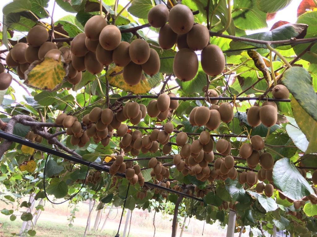 Dimitra, nel cuore della Lucania l’innovazione nel settore ortofrutticolo