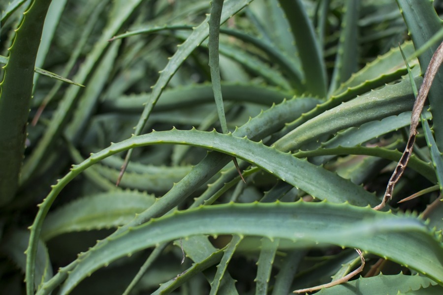 Aloe, la pianta miracolosa amata anche da Cleopatra