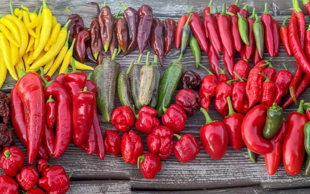 Alla scoperta dei sapori forti nel Museo del Peperoncino